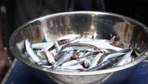 montalbano pesce - sarde